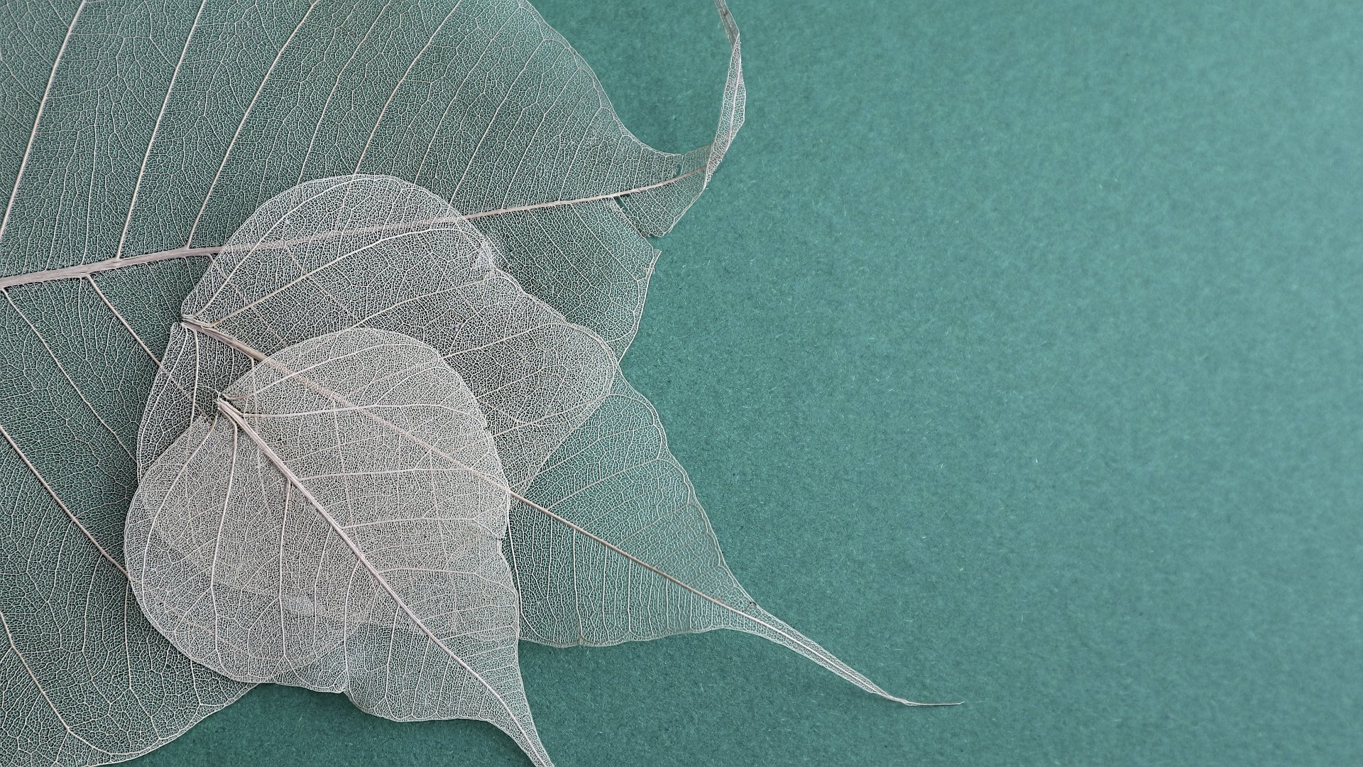 cover_pic