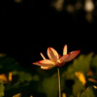 cover_pic