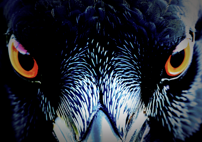 cover_pic