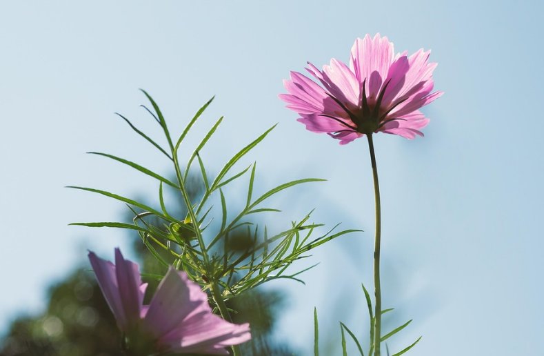 cover_pic