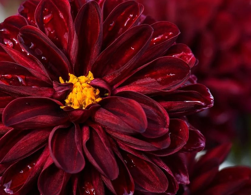 cover_pic