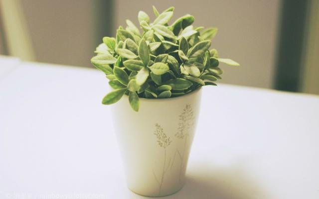 cover_pic