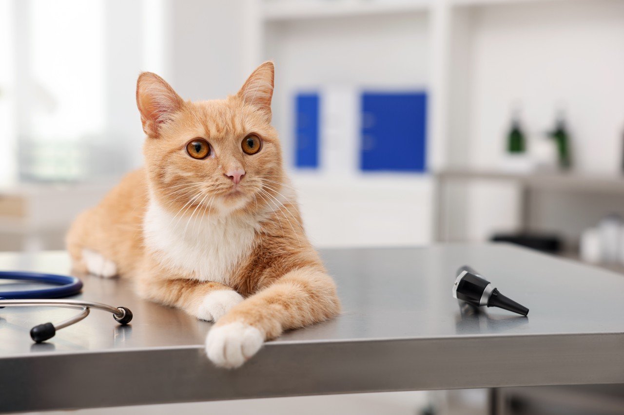 cover_pic
