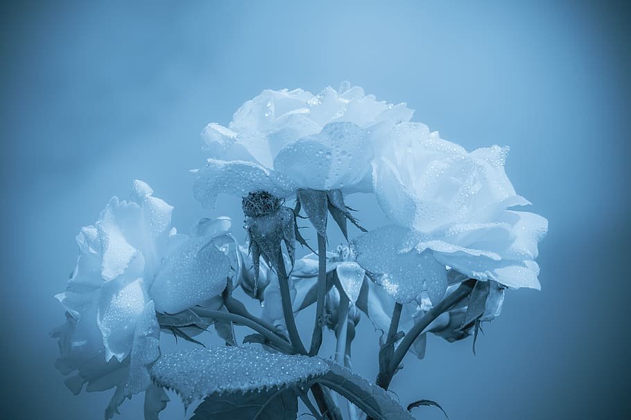 cover_pic