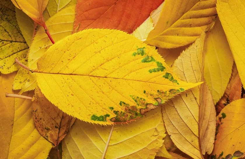 cover_pic