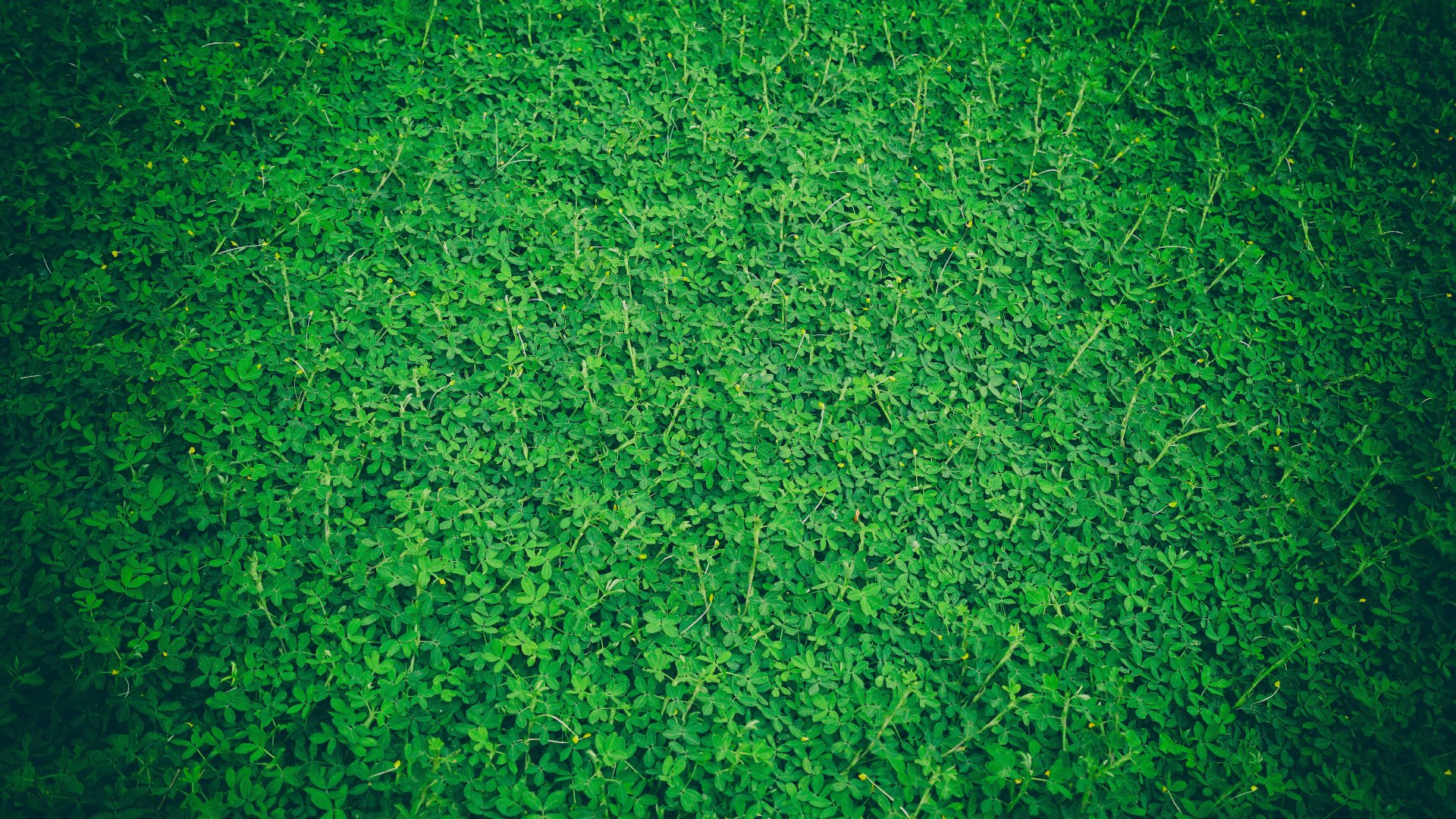 cover_pic