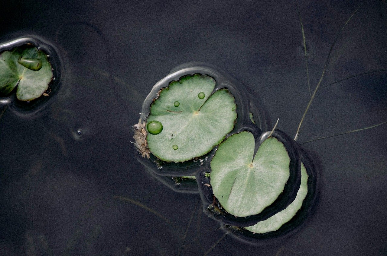 cover_pic