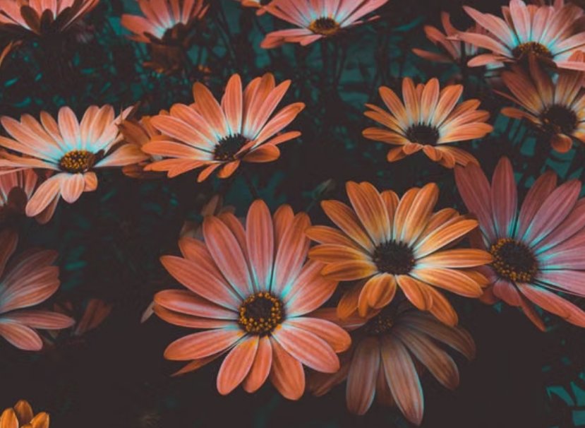 cover_pic