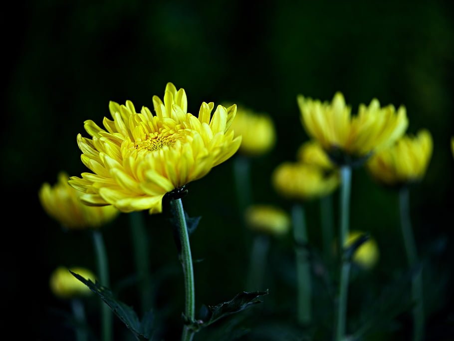 cover_pic