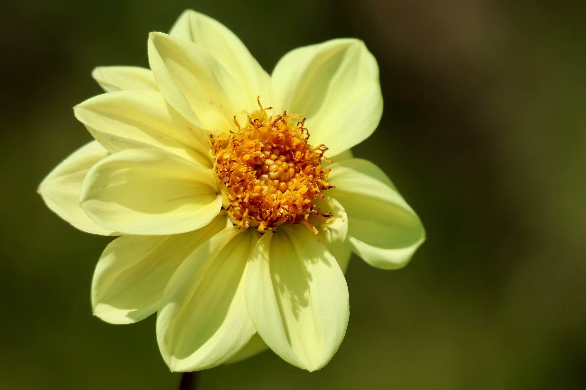 cover_pic