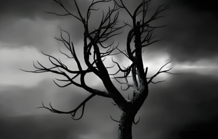 cover_pic