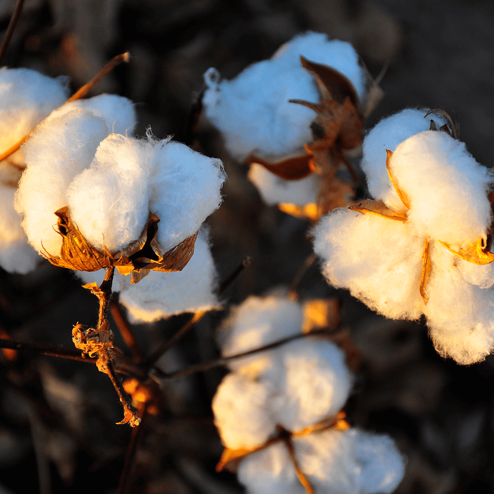 棉花